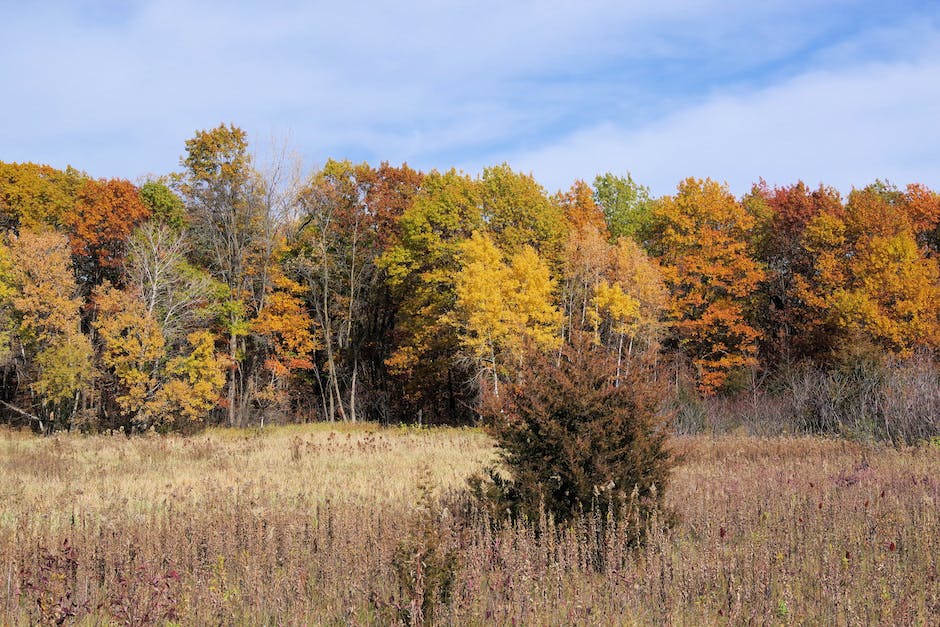 Wissen Sie, wie viel Kubikmeter ein Ster Holz beinhaltet? Entdecken Sie die Antwort!