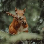 Holzbeize, Beschichtungsmittel zur Oberflächenveredelung von Holz
